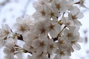 Cherry Blossoms