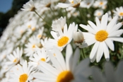 Marguerite